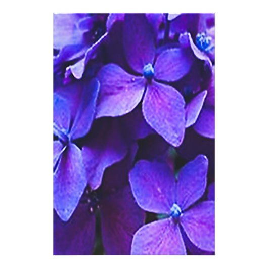 AGRANDISSEMENT DE PHOTO D'HYDRANGEA BLEU ROUGE (Devant)