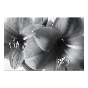 Agrandissement de photo d'impression de deux fleur
