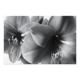 Agrandissement de photo d'impression de deux fleur