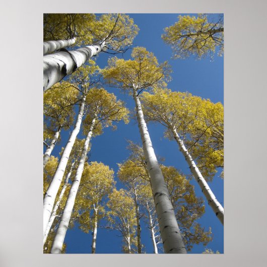 Agrandissement des Aspens (5) Poster (Devant)