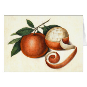 Agrumes vintages - oranges chinoises antiques