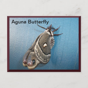 Aguna Butterfly Briefkaart #2