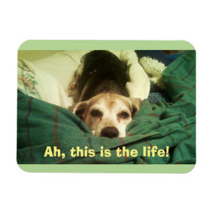 "Ah, dit is het leven!" Beagle 3x4 Fridge Magnet Magneet