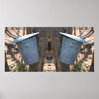 Ahornstroop Suiker Sap Emmer Op Boom Abstract