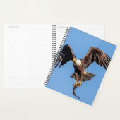 Aigle à tête blanche 2024 (Devant avec enveloppe)