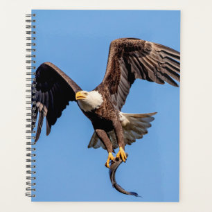 Aigle à tête blanche 2024