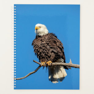 Aigle à tête blanche 2024