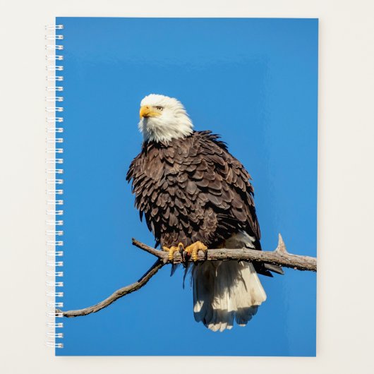 Aigle à tête blanche 2024 (Devant)