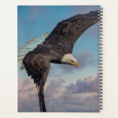 Aigle à tête blanche 2024 (Dos)