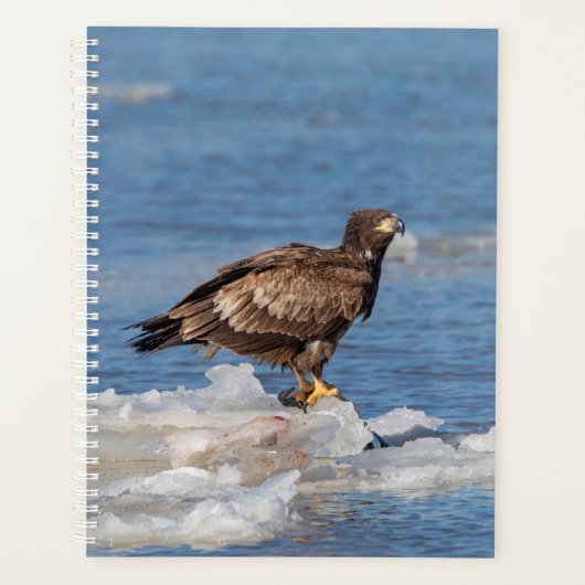Aigle à tête blanche 2024 sur glace (Devant)