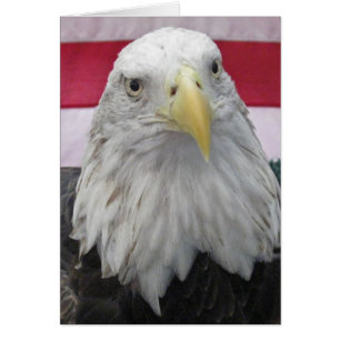 Aigle à tête blanche américaine