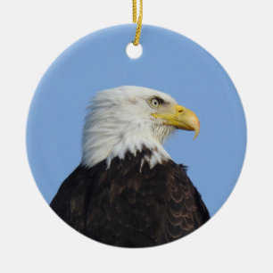 Aigle à tête blanche, faune, oiseaux, ornement en
