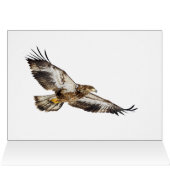 Aigle à tête blanche juvénile (Intérieur Horizontal (Haut))