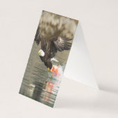 Aigle à tête plate (Back)