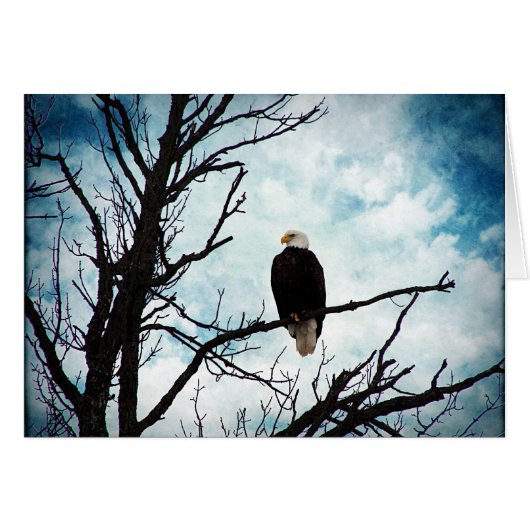 Aigle Bald dans un arbre avec ciel bleu Toutes les (Devant horizontal)