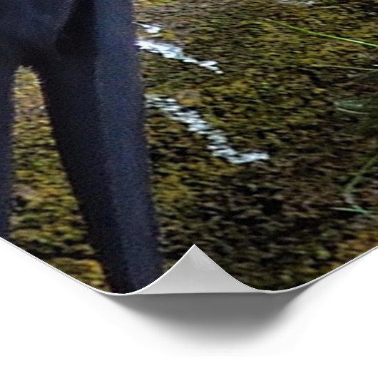 Aigle Bald Sur Une Affiche De Corde (Coin)