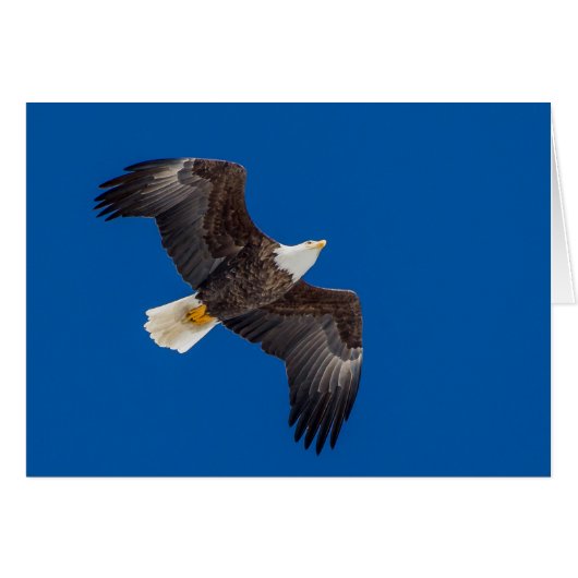 Aigle Balle Dans Le Ciel Bleu (Devant horizontal)