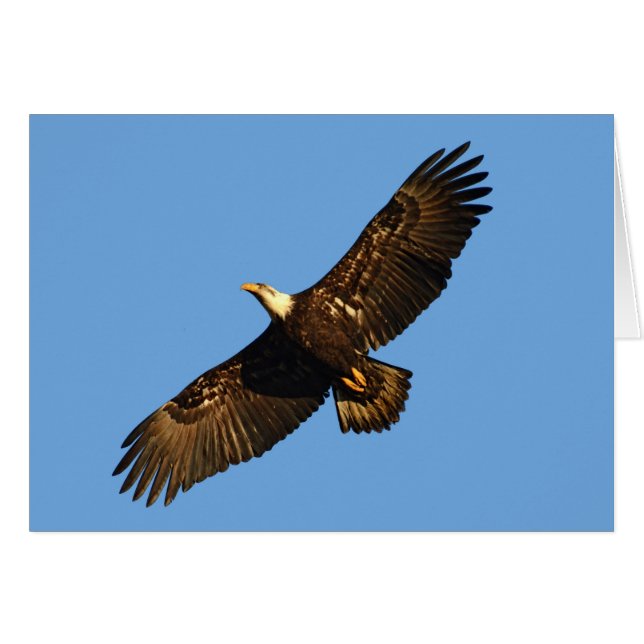 Aigle chauve en vol 2 (Devant horizontal)