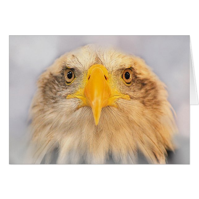 Aigle de Bald (Devant horizontal)