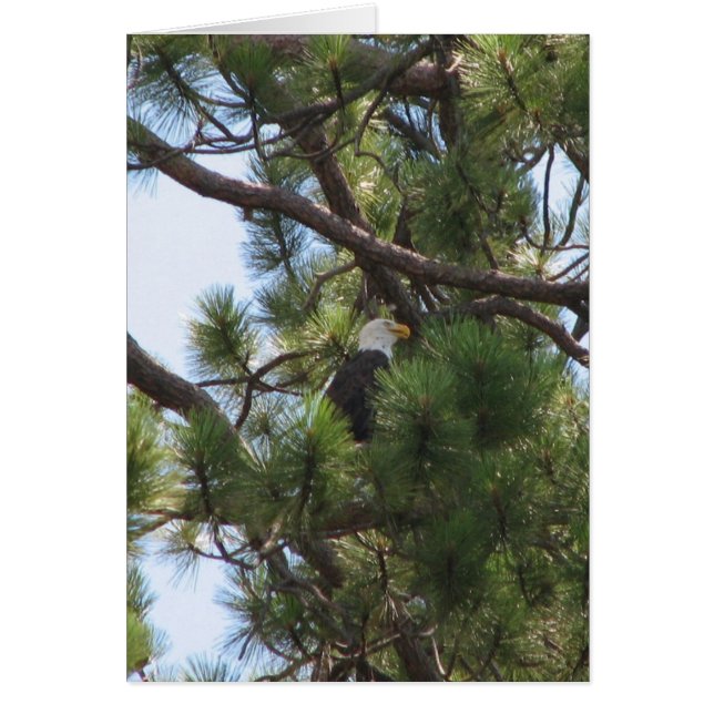 Aigle de Bald (Devant)