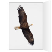 Aigle de Bald (Intérieur (Gauche))