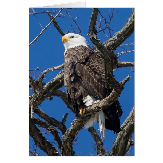Aigle de Bald (Devant)