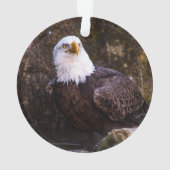 Aigle de Bald (dos)