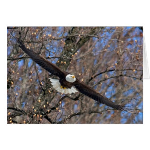 Aigle de Bald