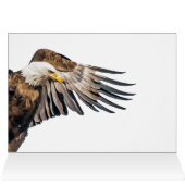 Aigle de Bald sur l'aile (Intérieur Horizontal (Haut))