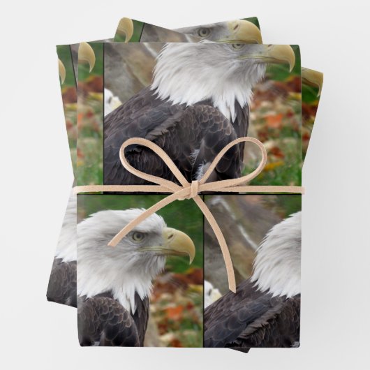 Aigle - Envelopper les feuilles de papier (En situation)