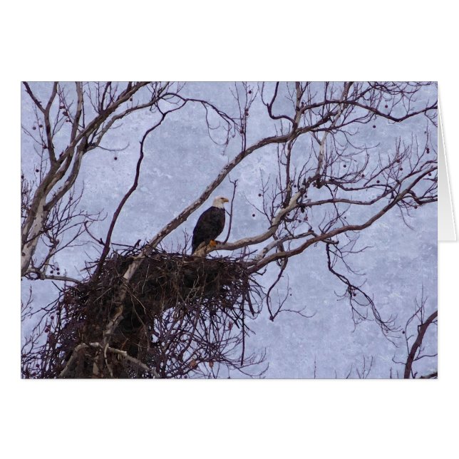 Aigle Et Nid (Devant Horizontal)