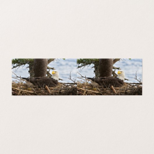 Aigle nicheur (Outside Unfolded)