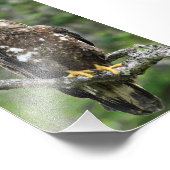 Aigle photo 4x6 (Coin)