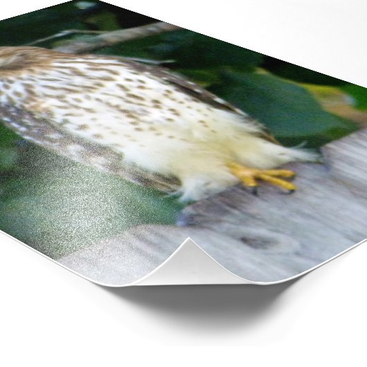 Aigle photo 4x6 (Coin)