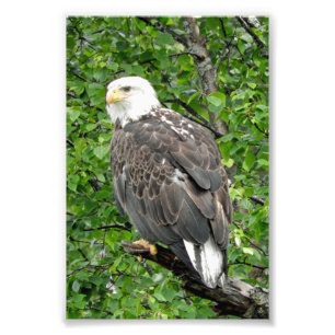 Aigle photo 4x6