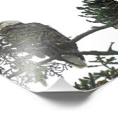 Aigle photo 4x6 (Coin)