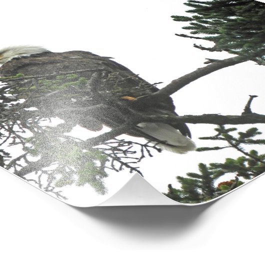 Aigle photo 4x6 (Coin)