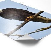 Aigle photo 4x6 (Coin)