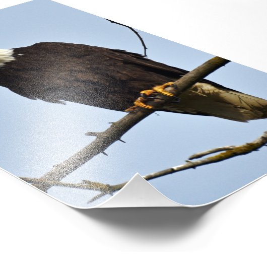 Aigle photo 4x6 (Coin)