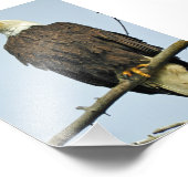 Aigle photo 6x4 (Coin)