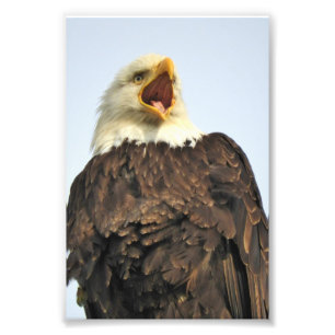 Aigle photo 6x4