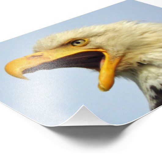 Aigle photo 6x4 (Coin)