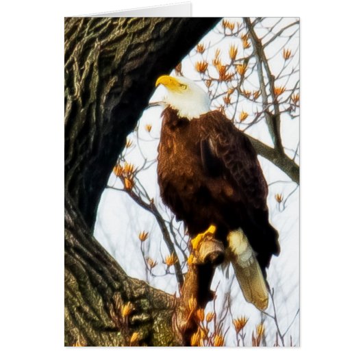 Aigle, Posé Pour Le Vol (Devant)