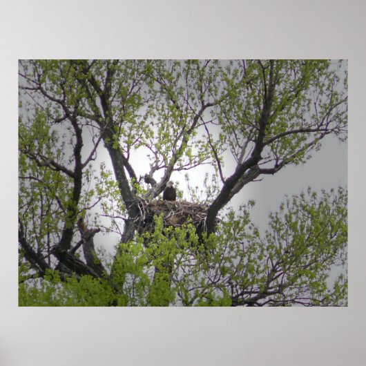 Aigle - Poster (Devant)
