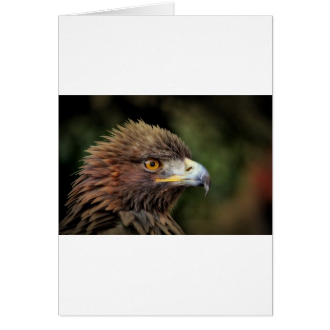 aigle royal (Devant)