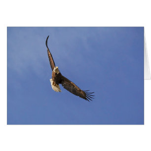 Aigle royal en vol