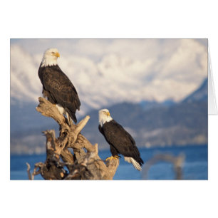 aigle royal, Haliaeetus leuccocephalus, couple
