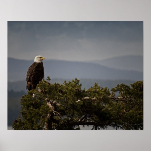 Aigle royal mature - Impression d'art fine (Devant)