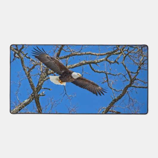 Aigle Royal Sur Fond Bleu (Recto)