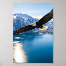 Aigle royal survolant un lac de montagne - Affiche